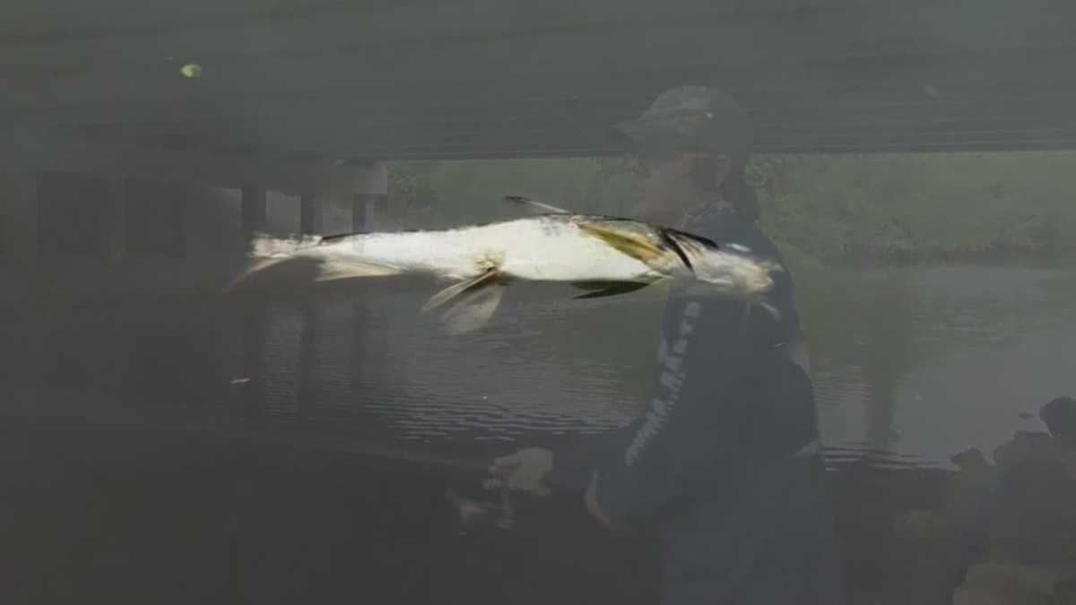 Thousands of fish, animals dying in Turkey Creek