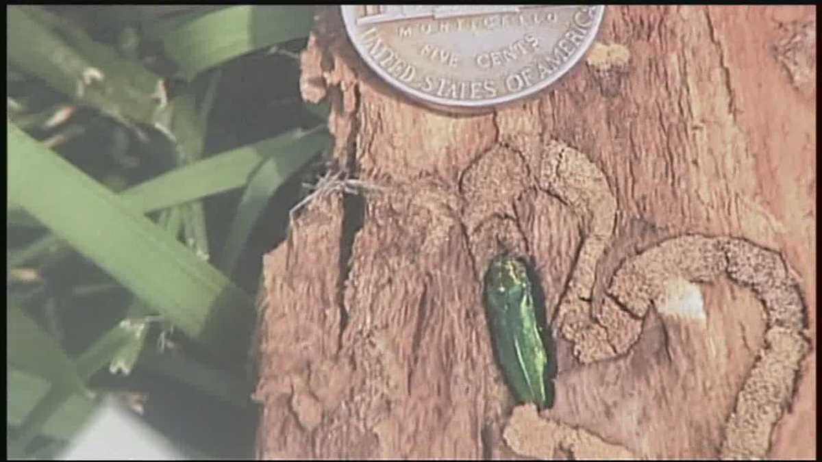 Invasive beetle harms NH trees