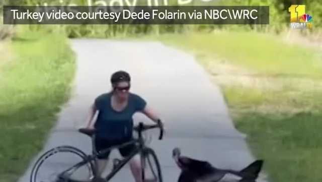 Caught on video: Wild turkey attacks bicyclists in DC - Vimarsana News