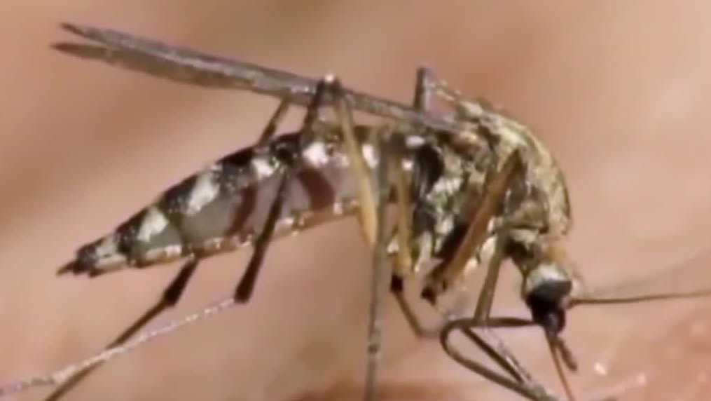 New Mexico expands mosquito monitoring to track West Nile risk