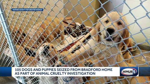 More Than 100 Dogs Puppies Seized From Bradford Home