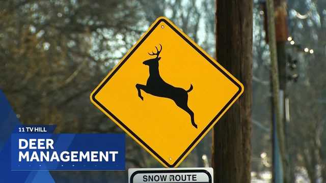 Analysis: Population management program in Baltimore parks harvested 227 deer | 11 TV Hill