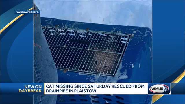 Missing cat rescued from drainpipe in Plaistow - Vimarsana News