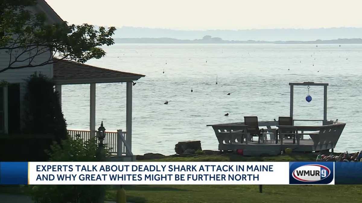 Experts talk about deadly shark attack in Maine, why Great Whites might