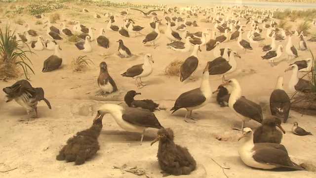 One-of-a-kind bird exhibit at the University of Iowa needs help - Vimarsana News