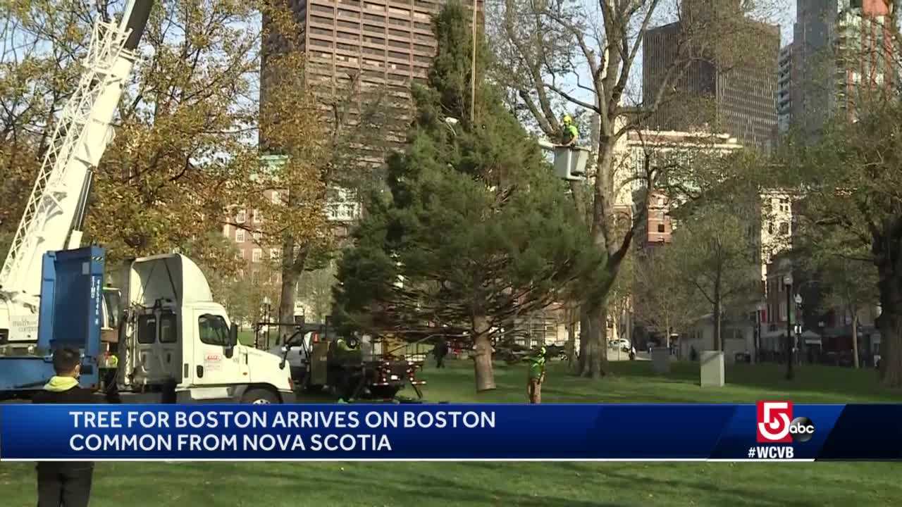 Boston Common Christmas Tree Arrives