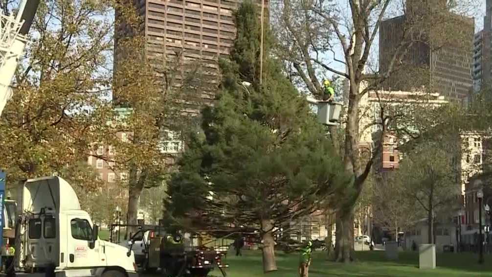 Boston Common Christmas tree arrives