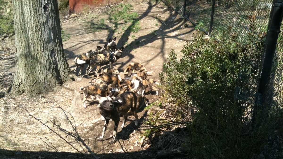 Painted dogs prompt Pittsburgh Zoo closure