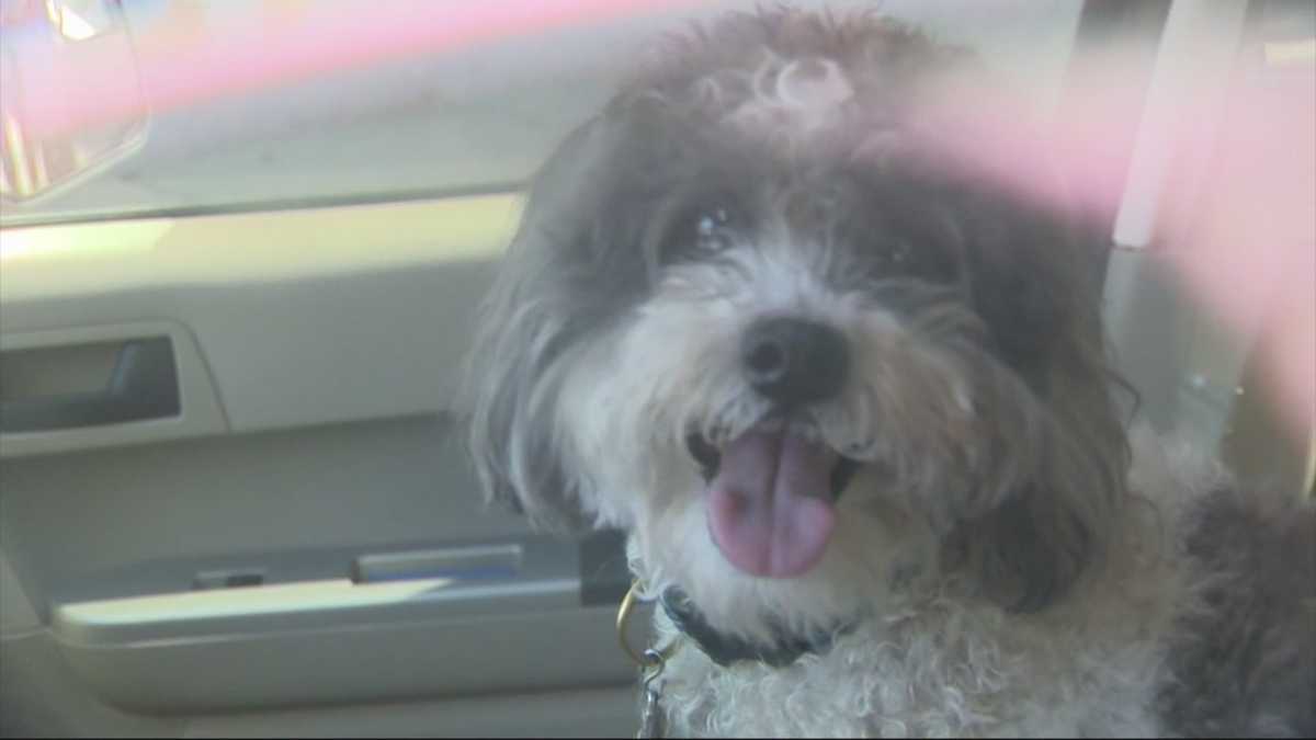 First responders rescue dog found locked in hot car