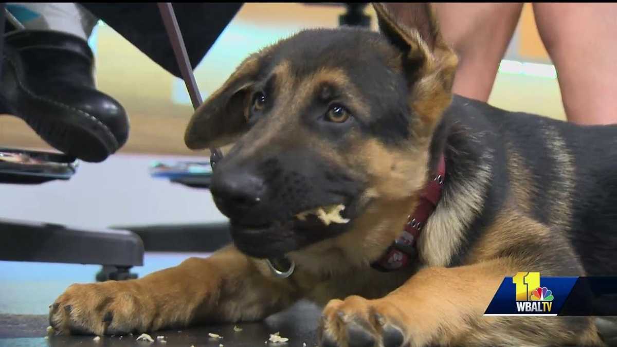 Pet questions Benefits of getting your pet microchipped