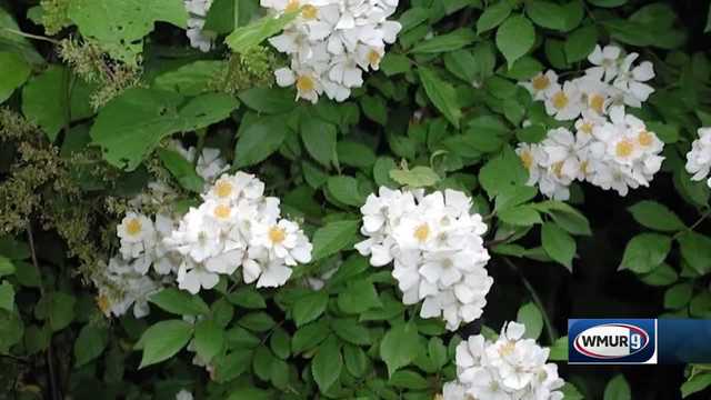 Grow it Green: Multiflora rose - Vimarsana News