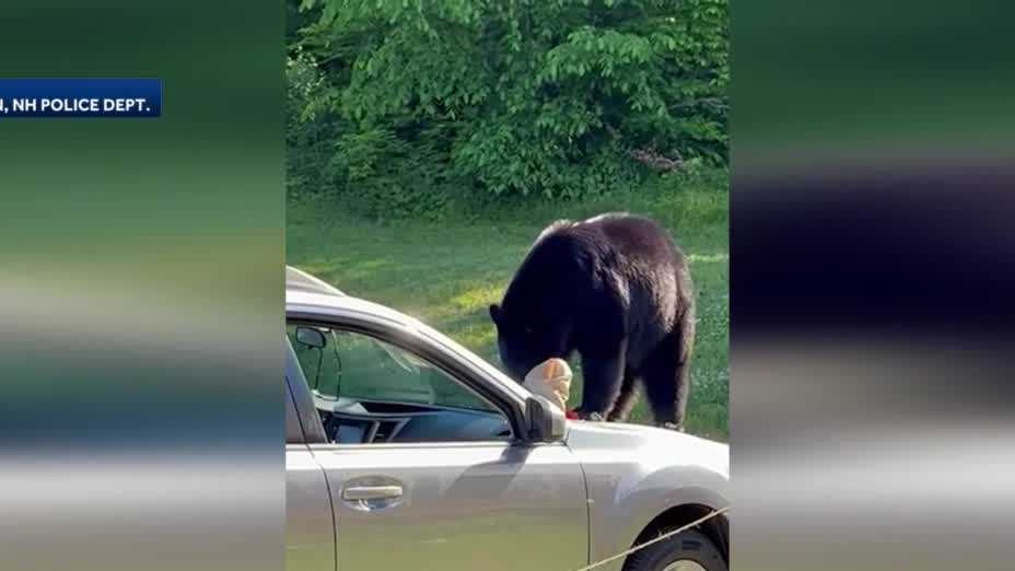 Bear steals food from car in New Hampshire