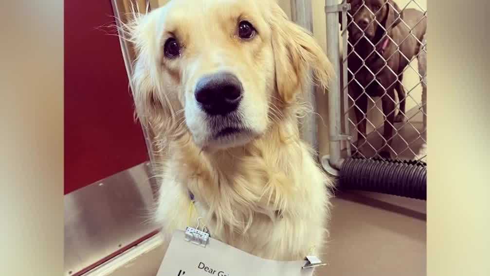 Iowa Dog accidentally pulls fire alarm at day care Iowa Dog accidentally pulls fire alarm at day care