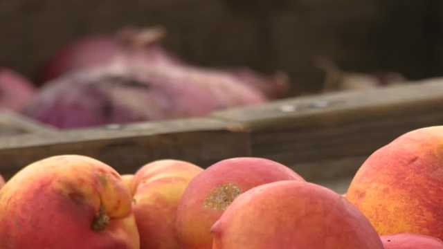 Sacramento County officials detect oriental fruit flies - Vimarsana News