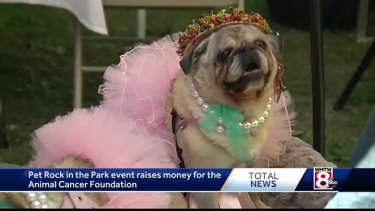Pet Rock in the Park event raises money for Animal Cancer Foundation