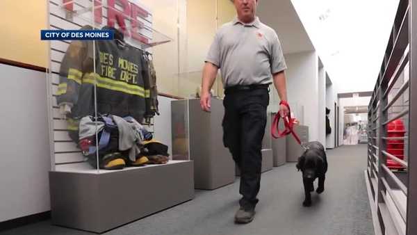 meet yahtzee, des moines' new 'arson dog'