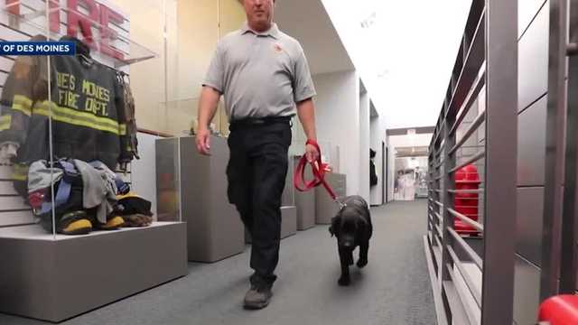 Yahtzee! Des Moines' new arson dog specially-trained to detect fire accelerants - Vimarsana News