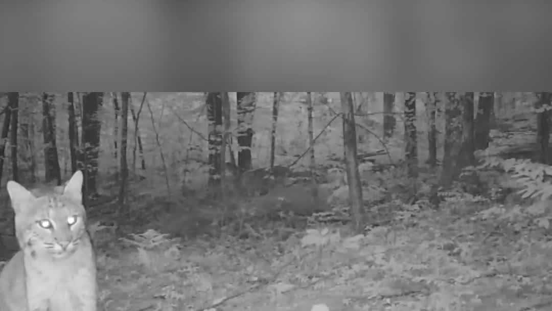 Watch Bobcats Spotted On Several Granite State Trail Cams 