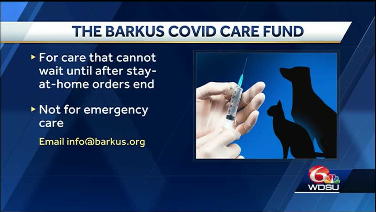 Icymi Mystic Krewe Of Barkus Starts Covid Care Fund For Pet Owners