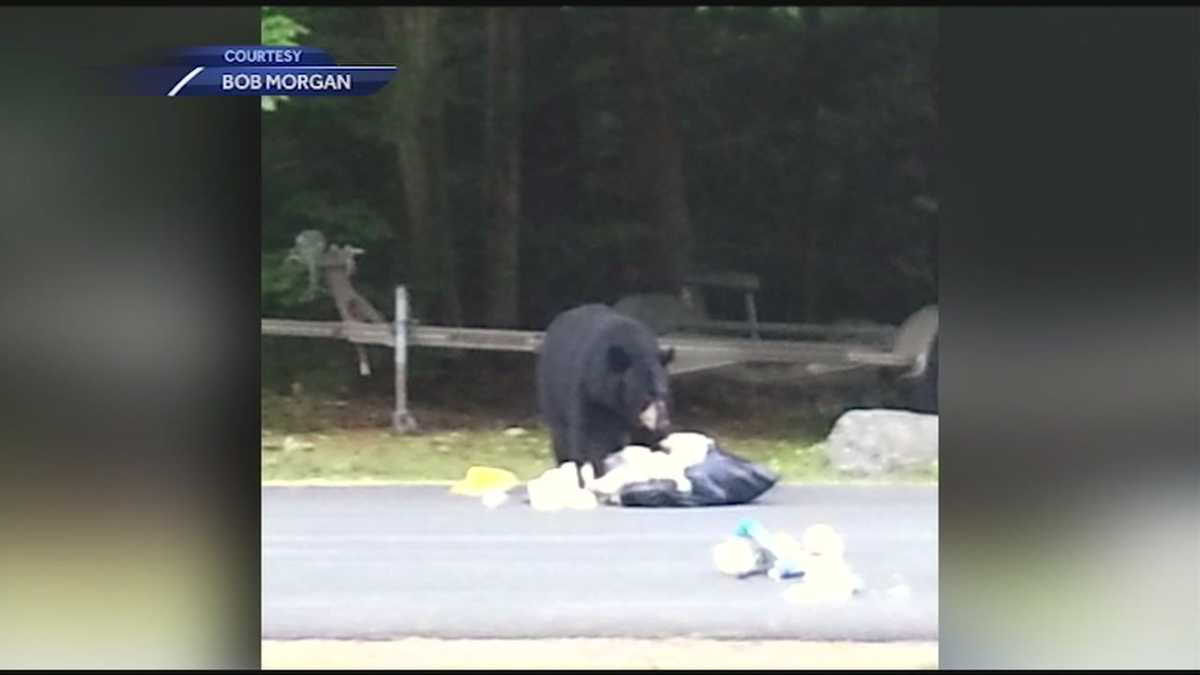 New Hampshire man encounters bear on his front porch