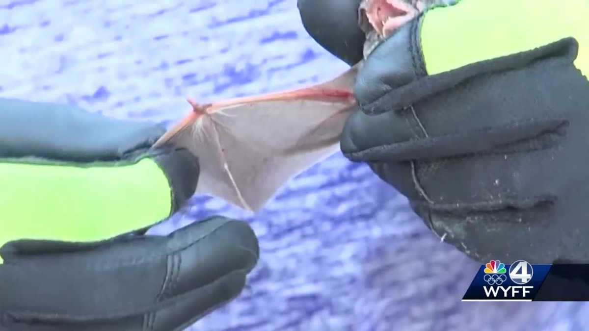 Rabies case reported in the upstate; Officials talk preventative measures