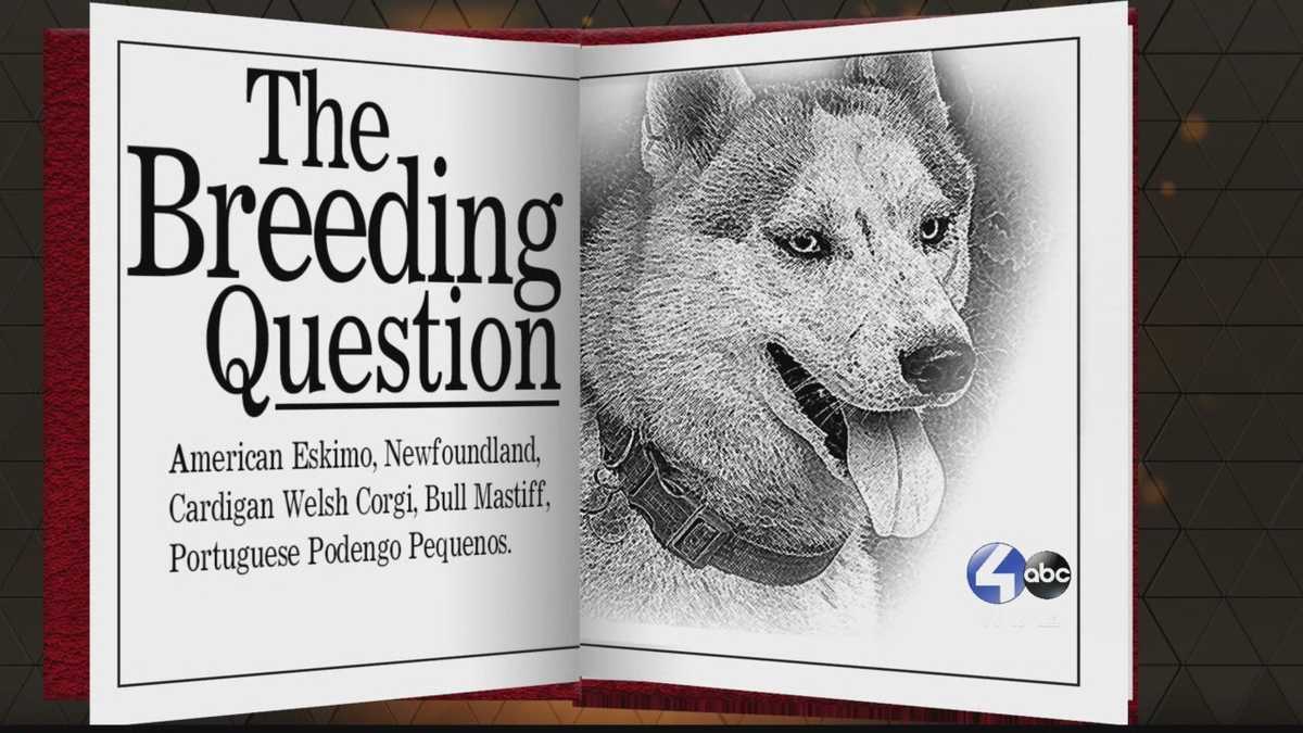 Chronicle Dog Stories (The Breeding Question)