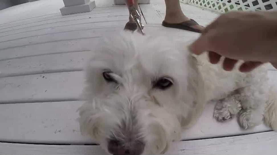 Man, dog attacked by raccoon in Orlando