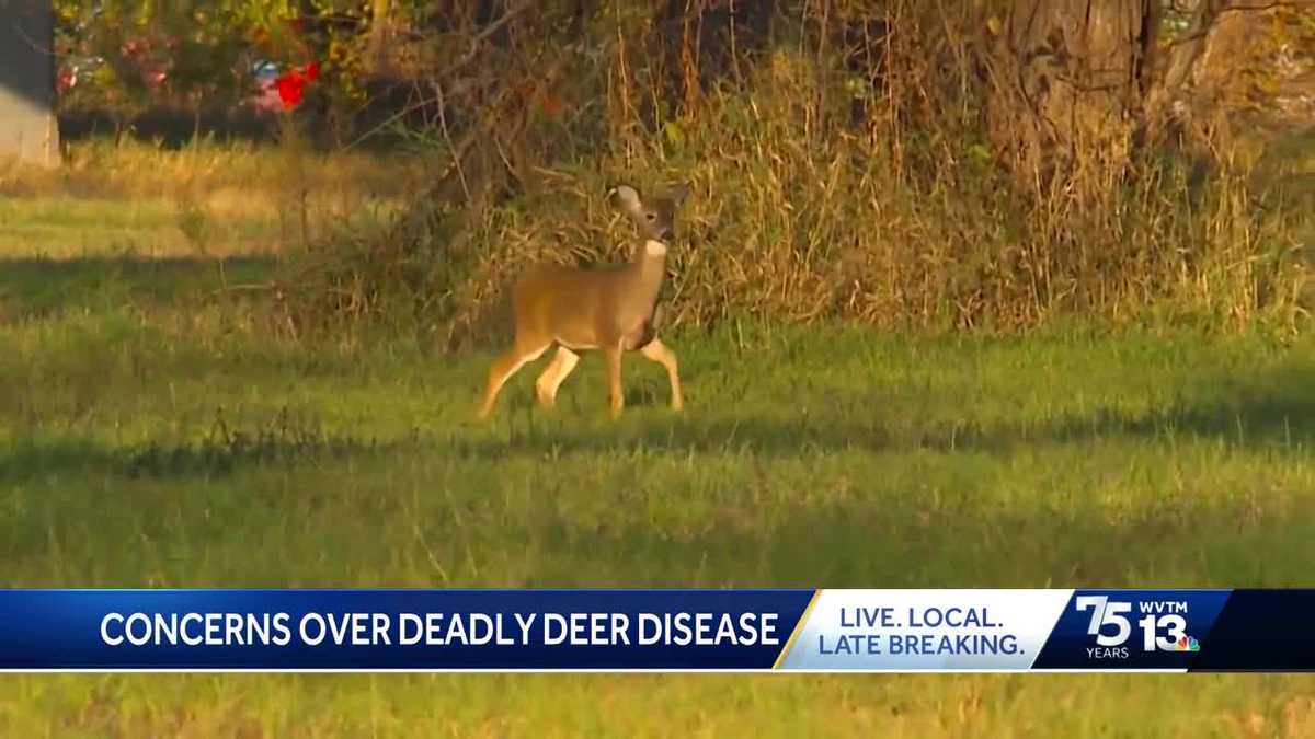 Deadly deer disease could be linked to hunter deaths