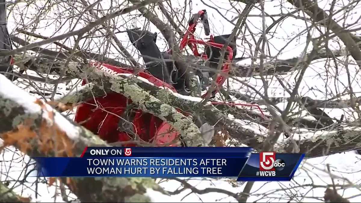 Woman hit by falling tree in Sudbury