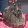 Meet Silver, a dwarf buck rabbit being showcased at the MD State Fair