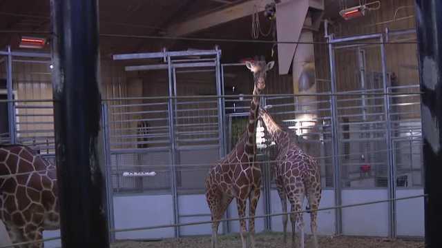 Henry Doorly Zoo and Aquarium beats the cold, keeps animals safe - Vimarsana News