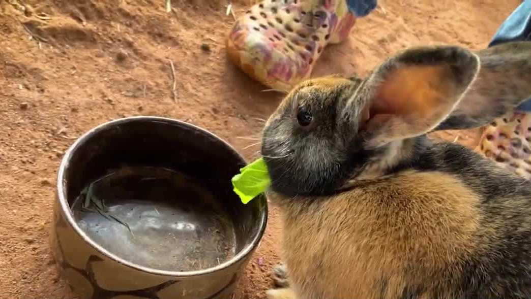 South Carolina rabbit sanctuary seeks community support for repairs