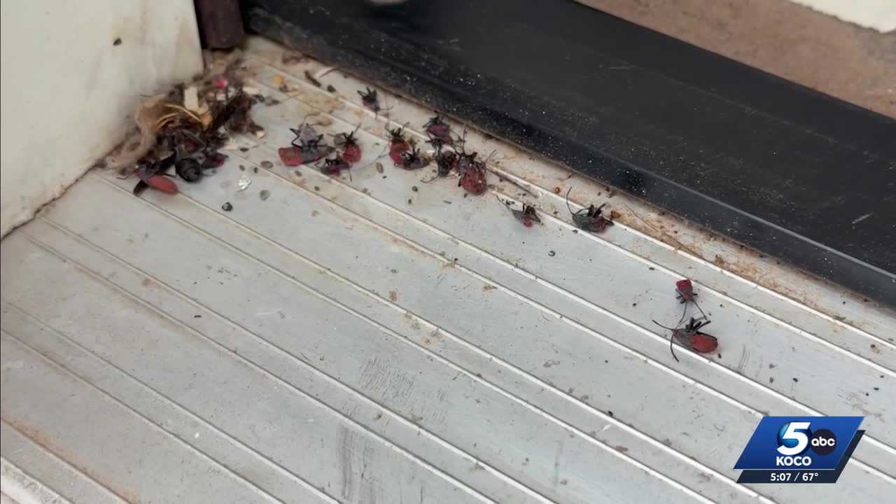 Have you seen these insects around? Boxelder bugs swarm Oklahoma homes this spring