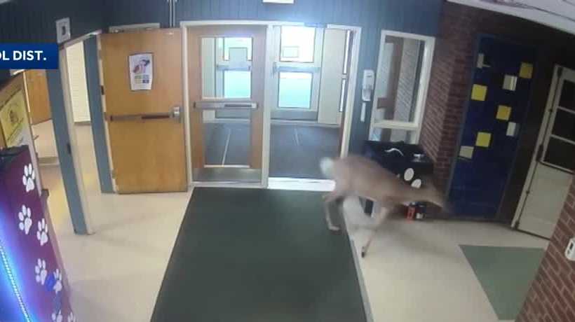 Deer crashes through glass window at Mount Lebanon Elementary School