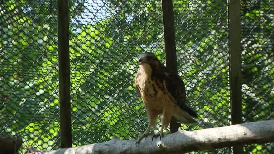 Nebraska nonprofit rescuing, treating raptors need of food donations
