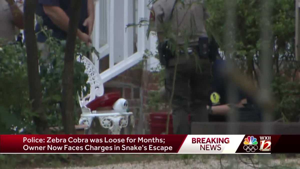 Owner of escaped zebra cobra charged after authorities say the snake was loose for months