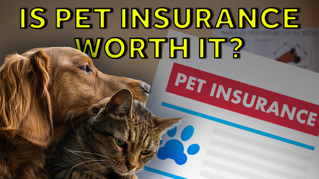 wcvb.com - Courtenay Tucker - Is pet insurance worth it? Here's how to decide if it's the right fit for your budget