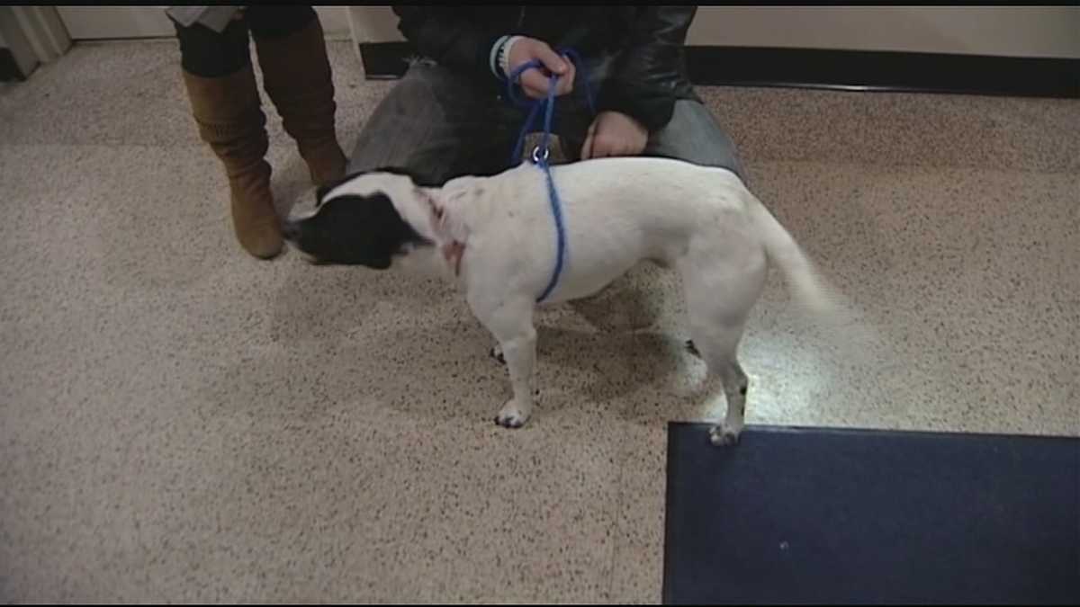 3-year-old dog recovering after being shot in head in Hamilton