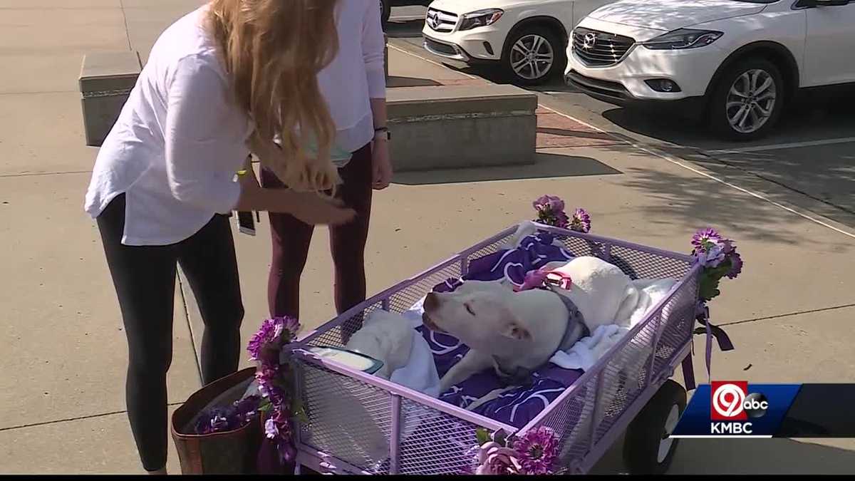 Dog still recovering after being shot 4 months ago