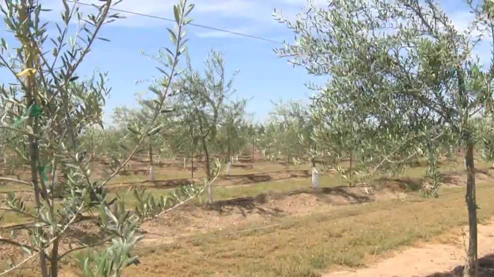 Running Dry How an olive grower in California has learned to adapt to