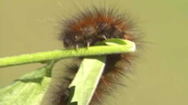 Archive: Wooly worms predict harsh winter in 1989 - Vimarsana News