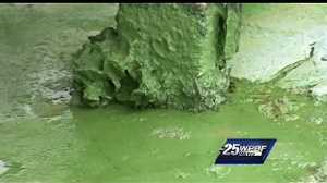 Algae cancels raft race