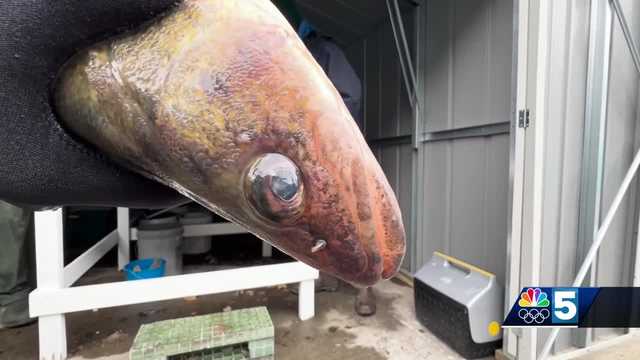 Hatchery works to strengthen walleye population, improve fishing - Vimarsana News