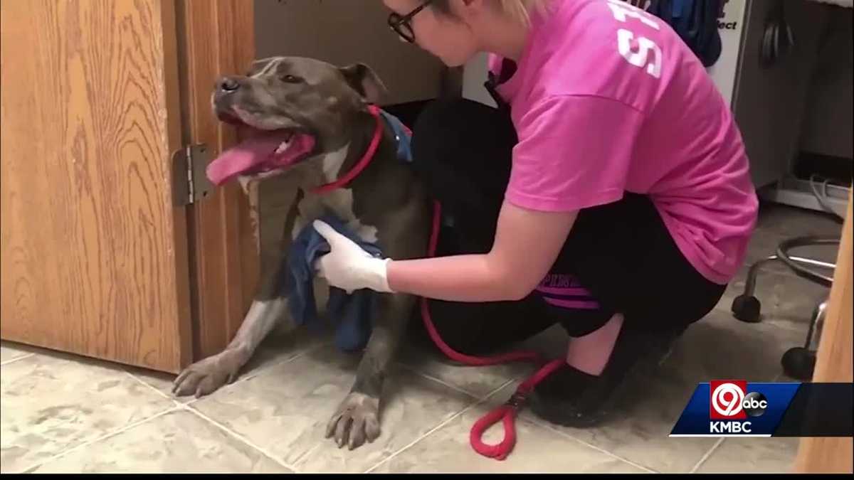 As dogs were rescued from extreme heat Tuesday, KC Pet Project is