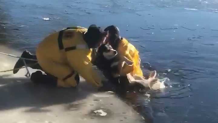 WATCH: Firefighters brave chilly waters to rescue dog from icy river