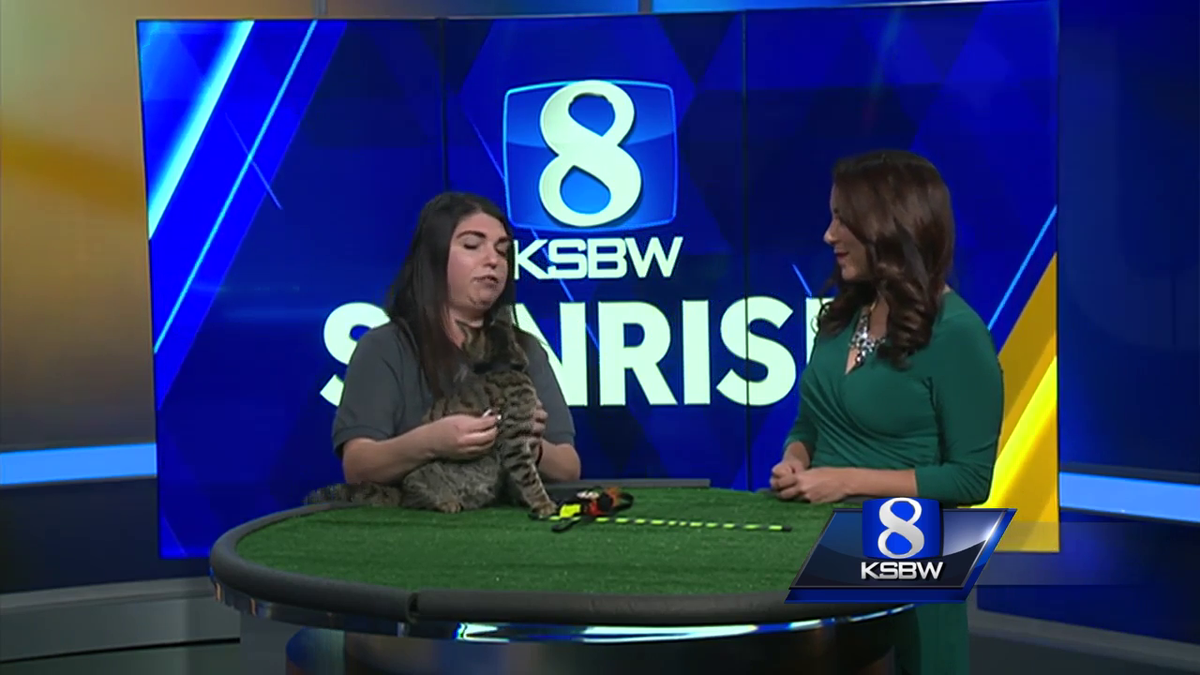 Pet of the Week: Curious George