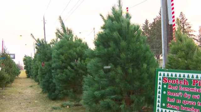 Christmas tree vendors have sold out, low stock ahead of December - Vimarsana News