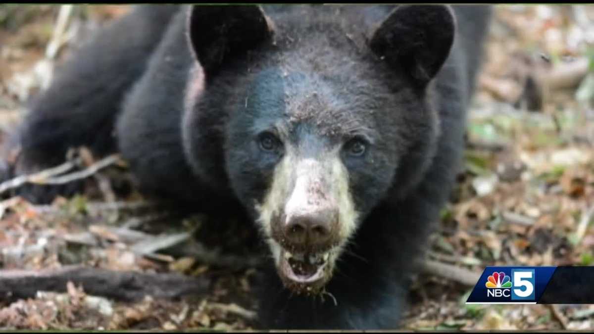 VT bear killed after ransacking property, charging at hiker