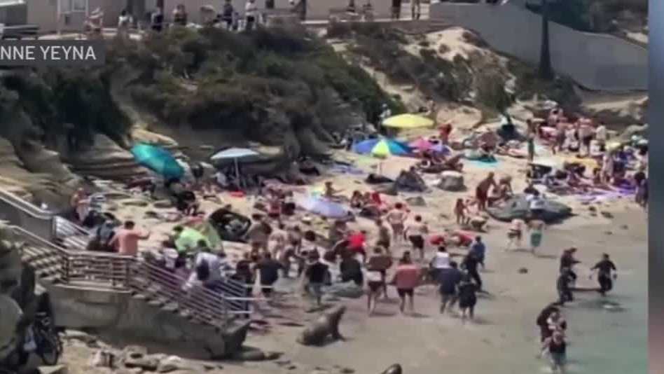 Sea lions in video sparring, not chasing beachgoers, expert says