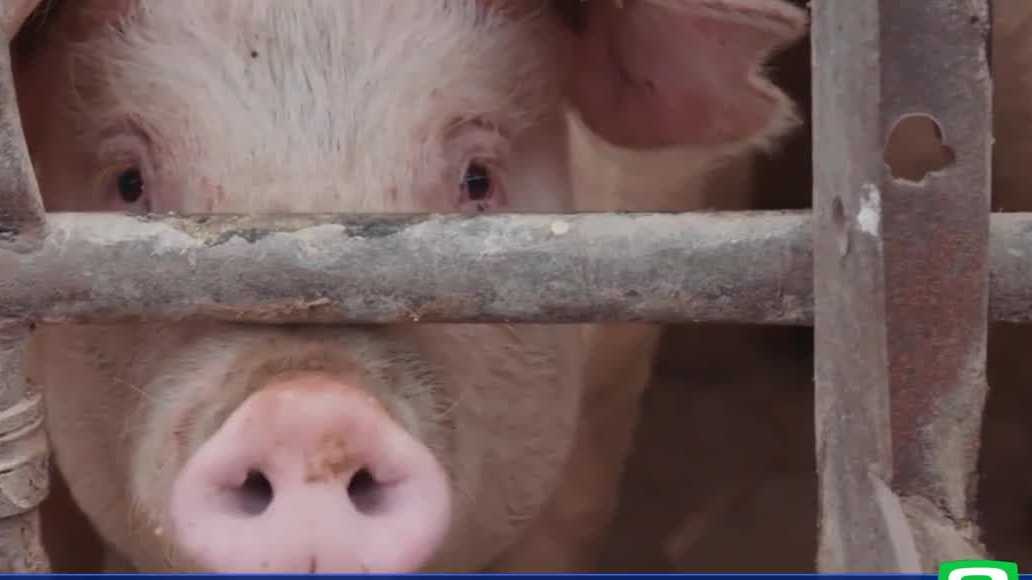 New study points to California law for rising pork prices